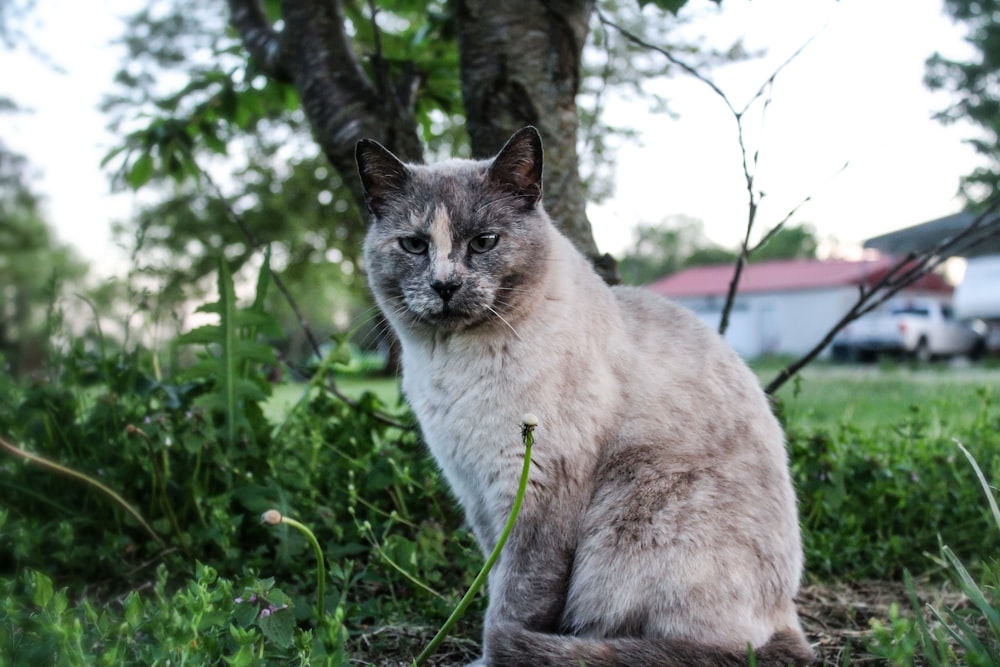 white and brown cat on green grass during daytime