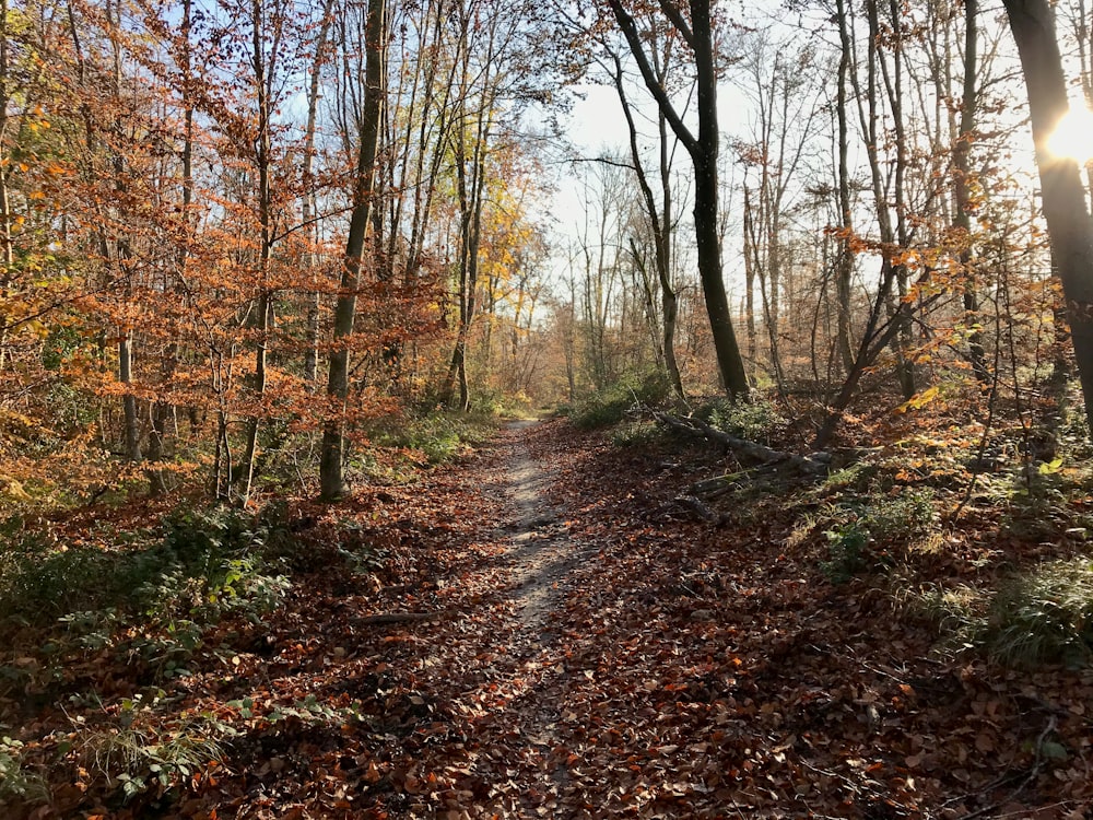 brown trees on forest during daytime