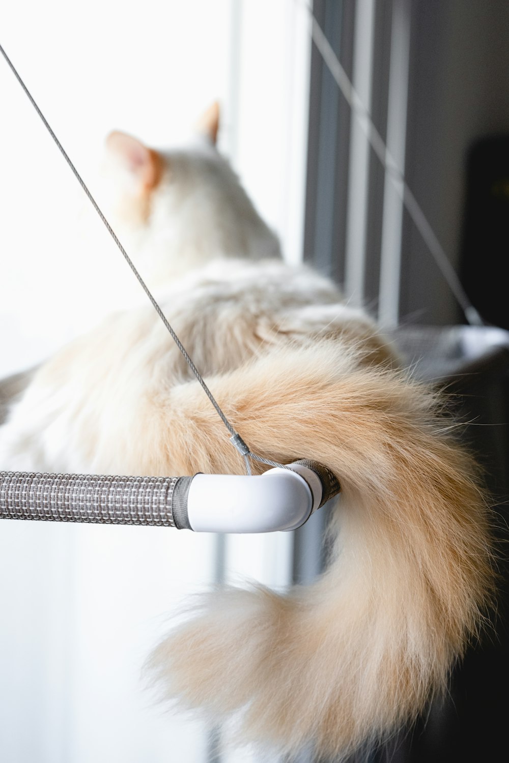 white cat lying on floor