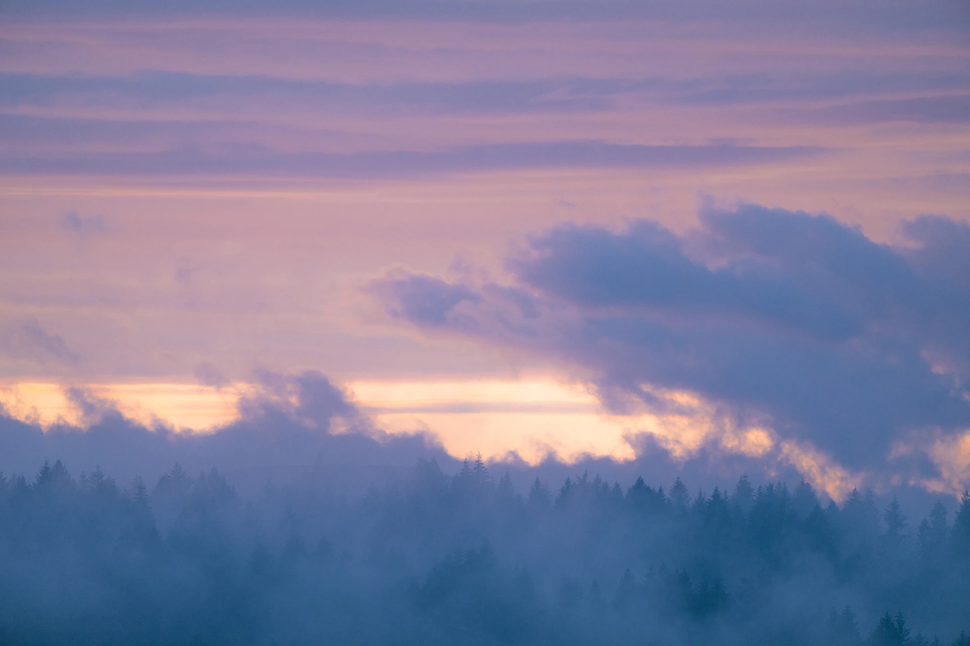 A delicate painting of a misty forest at dawn, with soft pastel hues and gentle light filtering through the trees.