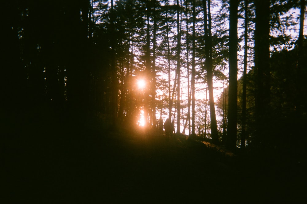 sun setting over the forest