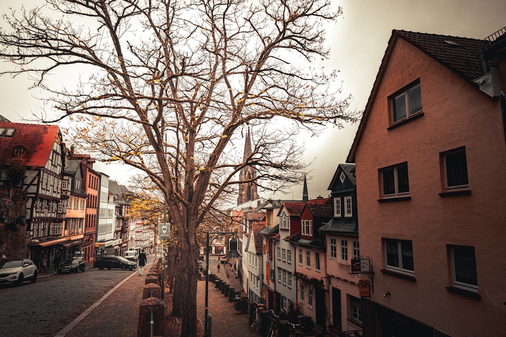 brown bare trees beside brown concrete building during daytime