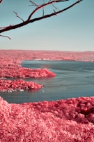 A serene landscape features a body of water surrounded by lush vegetation. The foliage appears in vibrant shades of pink, likely due to infrared photography, while the sky and water reflect soft blue tones. A few branches extend into the frame from above, adding depth to the scene.