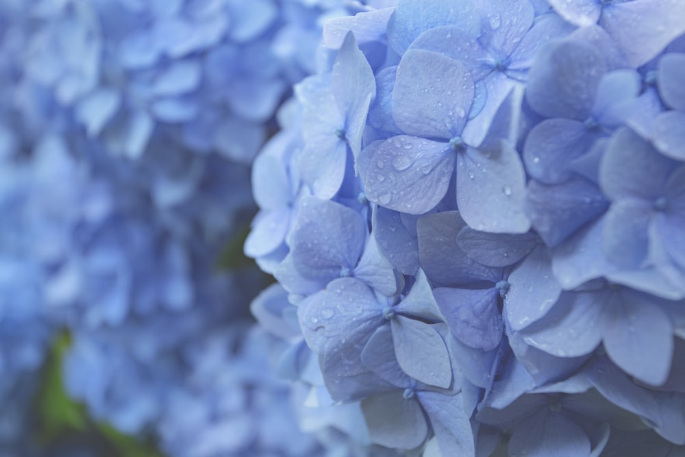 flor azul na lente macro