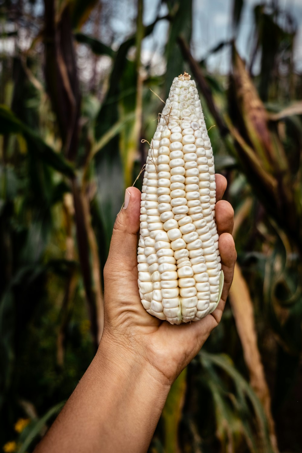 person holding white corn during daytime
