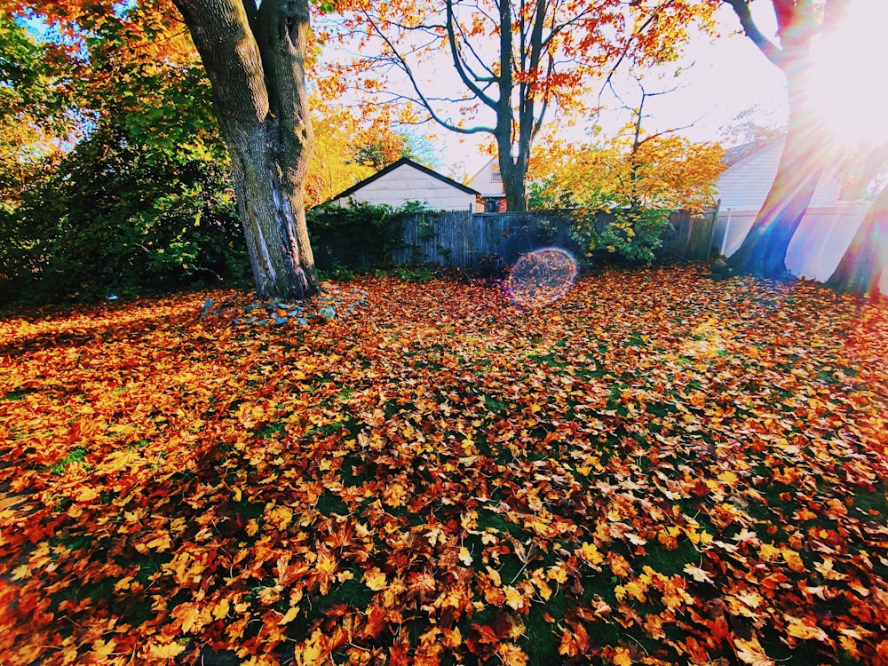 brown tree with yellow leaves on ground