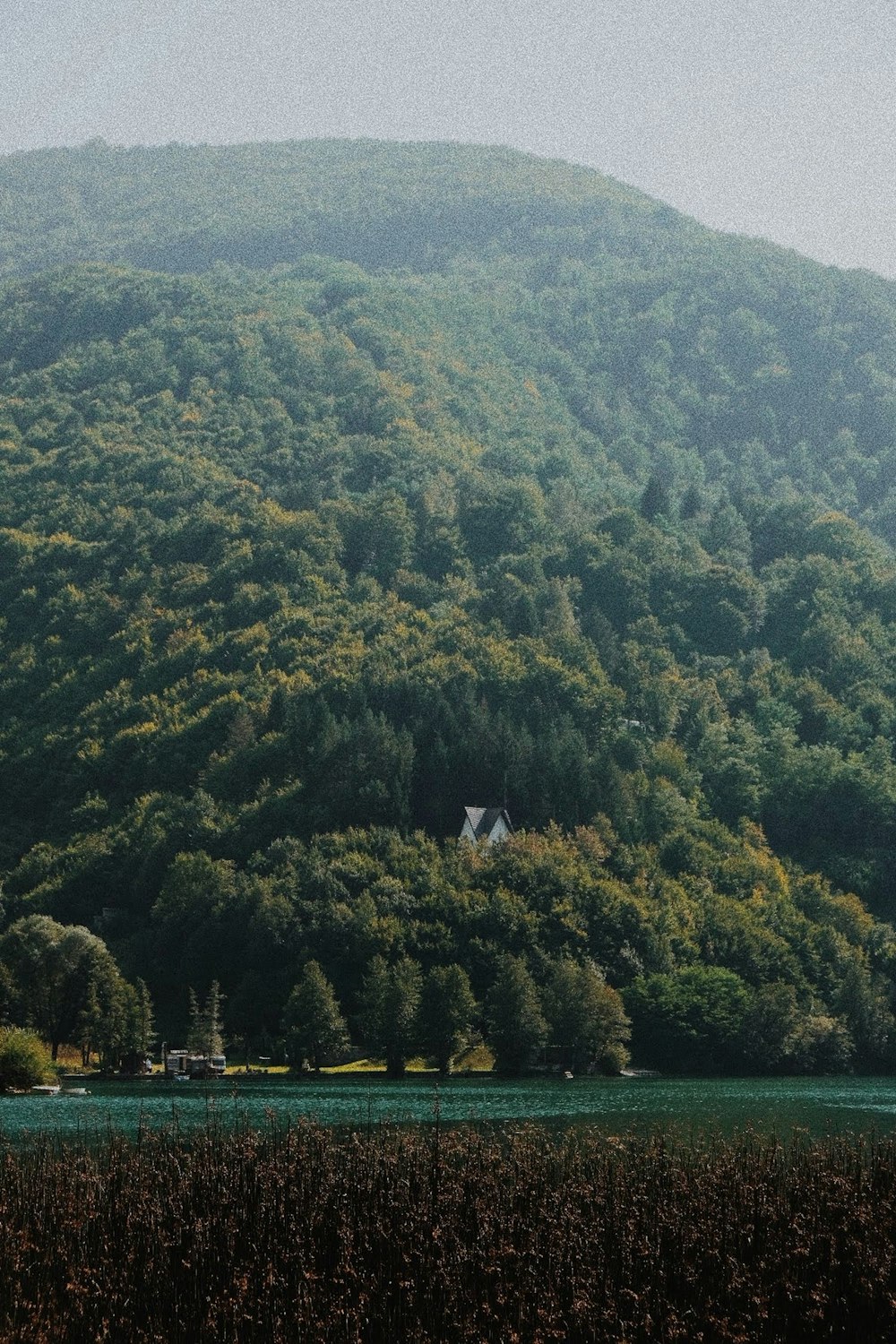 alberi verdi sulla montagna durante il giorno