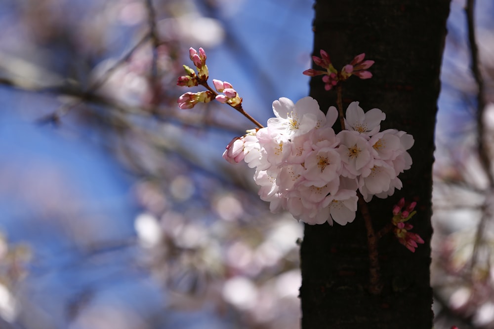 white flowers on brown tree branch