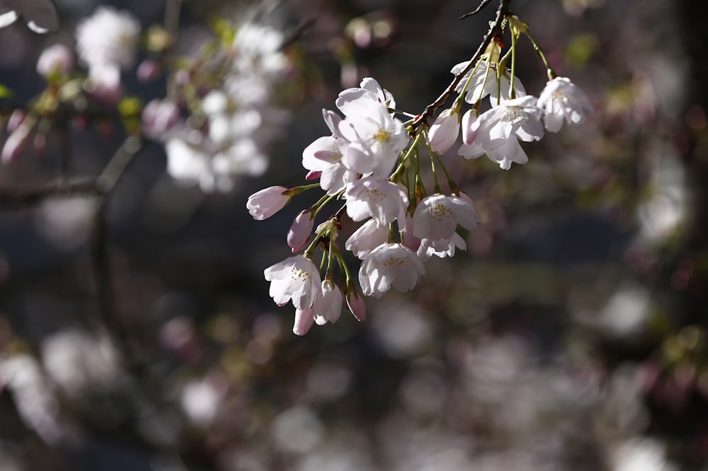 white cherry blossom in close up photography