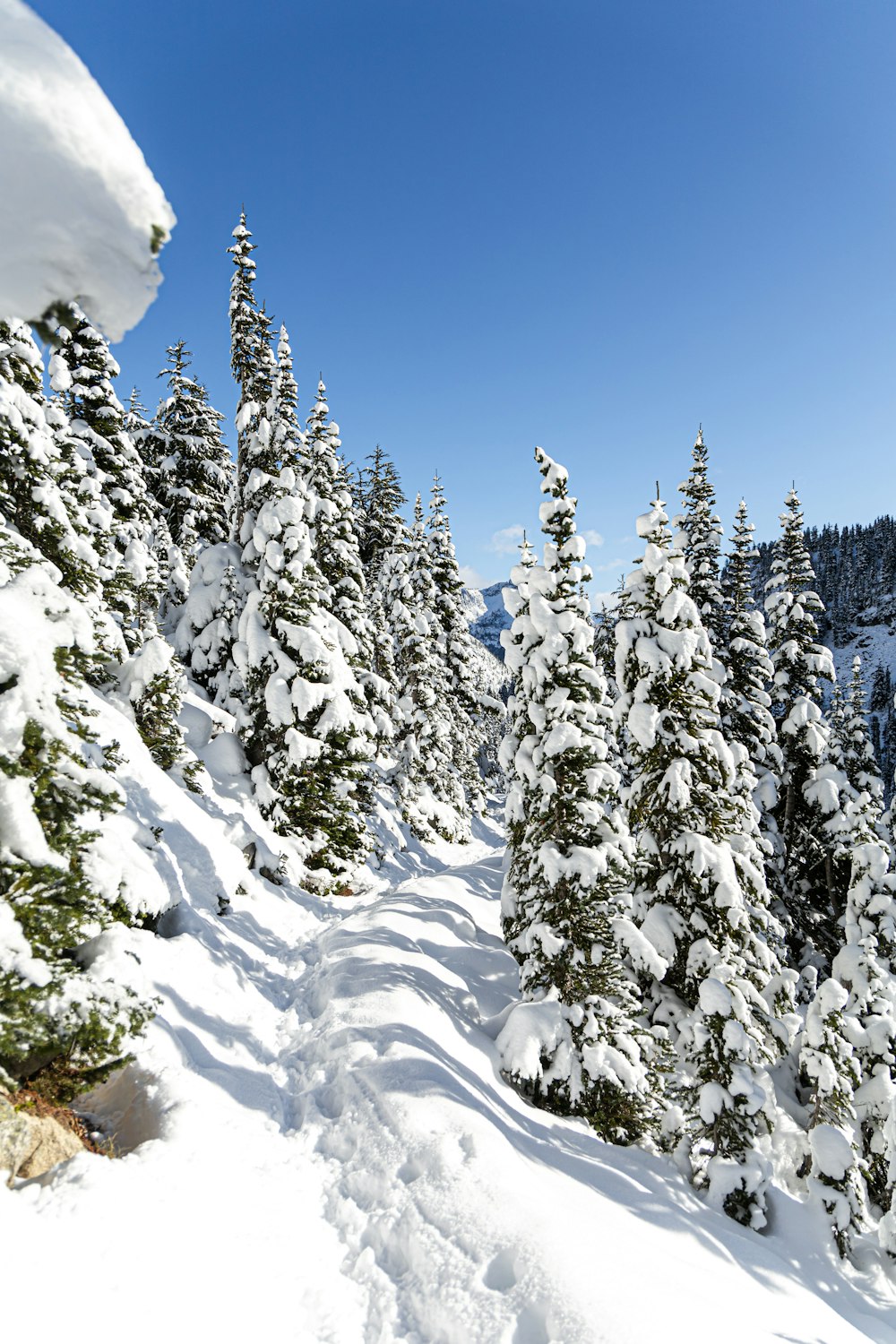 green pine trees covered with snow during daytime