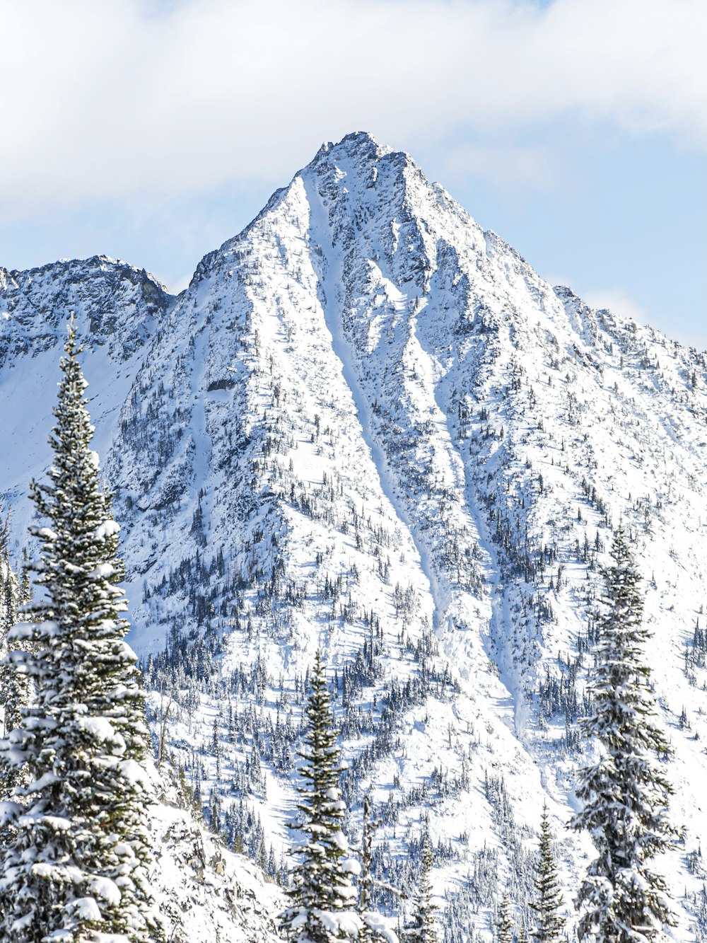 snow covered pine trees during daytime