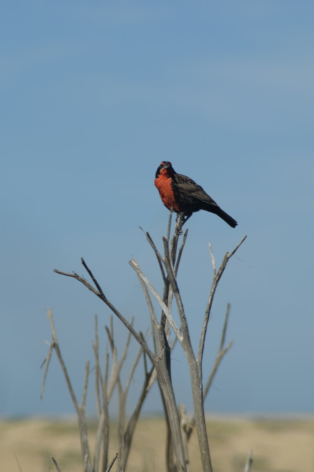 red and black bird on brown plant during daytime