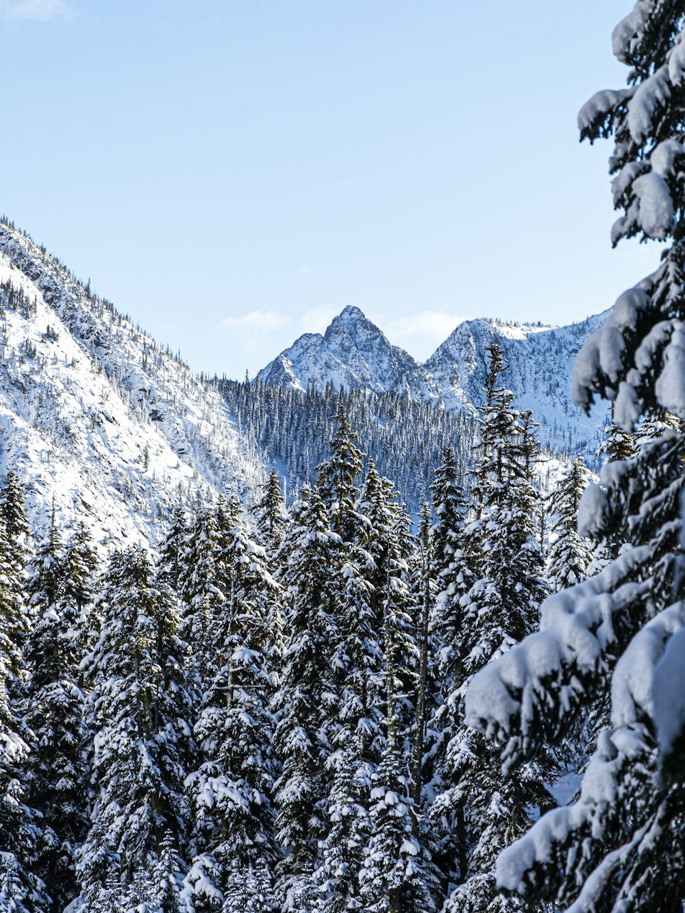snow covered pine trees and mountains during daytime