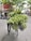 A street vendor is pushing a bicycle loaded with an abundance of fresh flowers, primarily lilies and other foliage. The scene is set on an urban street lined with parked motorcycles and surrounded by trees with green leaves. Buildings with various signs and advertisements are visible in the background, along with a canopy of leafy branches overhead.