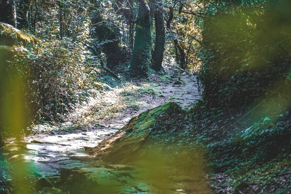 green river between trees during daytime