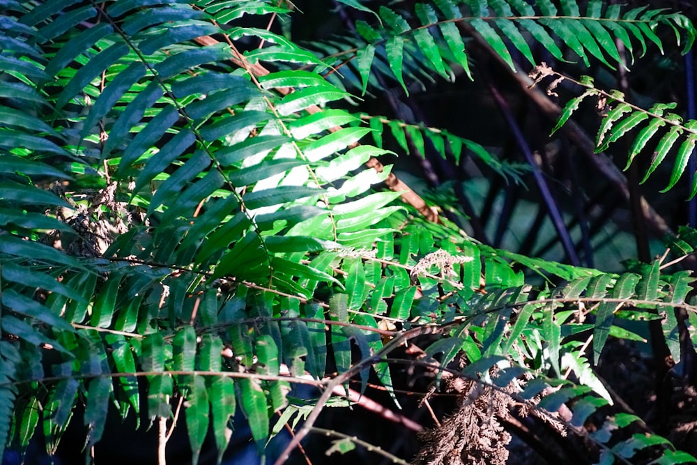 green leaves plant during daytime