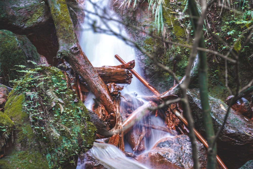 green moss on brown tree branch