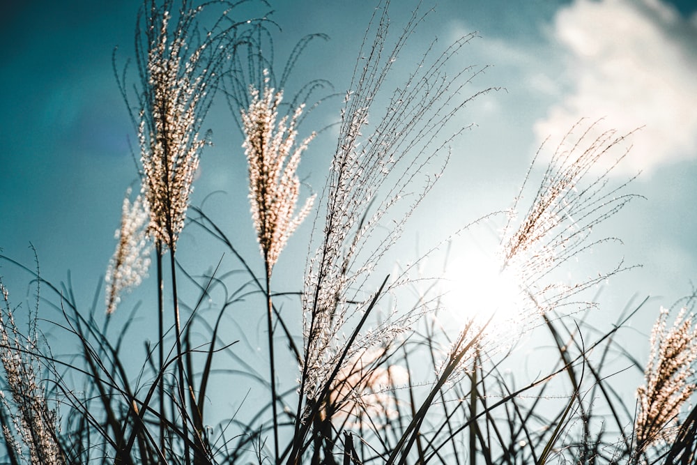 brown wheat field under blue sky during daytime