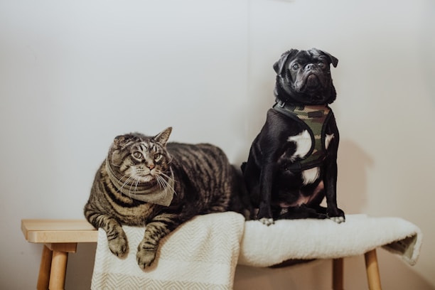A tabby cat and a black pug sit together on a wooden bench covered with a light-colored blanket. The cat is lying down with its legs stretched out, while the pug is sitting upright wearing a camouflage harness. Both animals appear calm and relaxed.