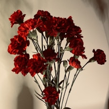 A bouquet of red carnations with rich, full blooms and green stems placed against a neutral background. The flowers appear fresh, with some buds still closed, suggesting a dynamic and lively arrangement.