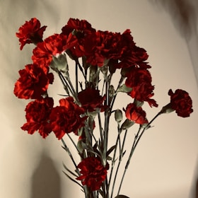 A bouquet of red carnations with rich, full blooms and green stems placed against a neutral background. The flowers appear fresh, with some buds still closed, suggesting a dynamic and lively arrangement.