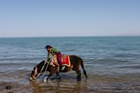 A child rides a horse standing in shallow water near the shore. The child is dressed in colorful clothing and leans forward as the horse drinks from the water. The vast expanse of a calm sea stretches into the horizon under a clear blue sky.
