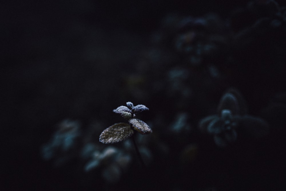 white flower in black background