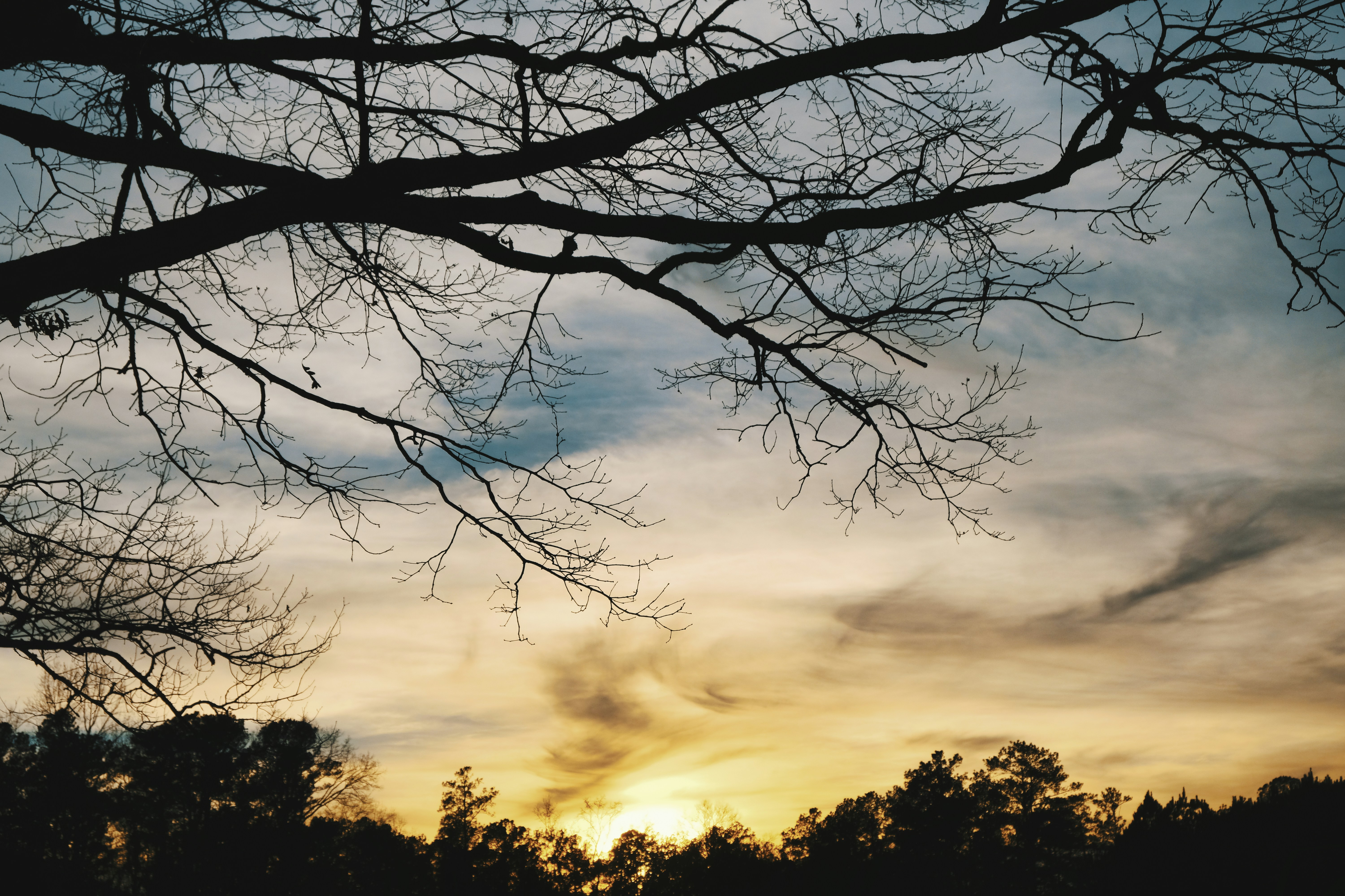 silhouette of trees during sunset