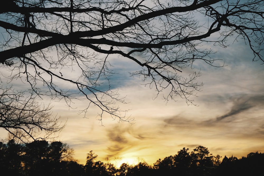 silhouette of trees during sunset