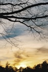 silhouette of trees during sunset