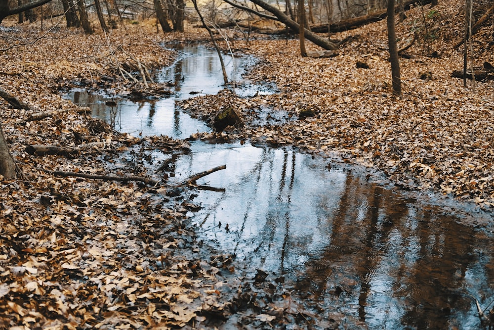 brown dried leaves on river