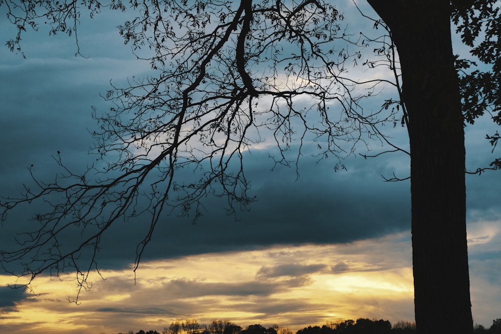 Árbol sin hojas bajo el cielo azul durante la puesta del sol