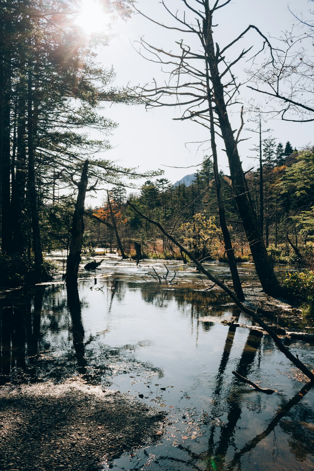 green trees beside river during daytime