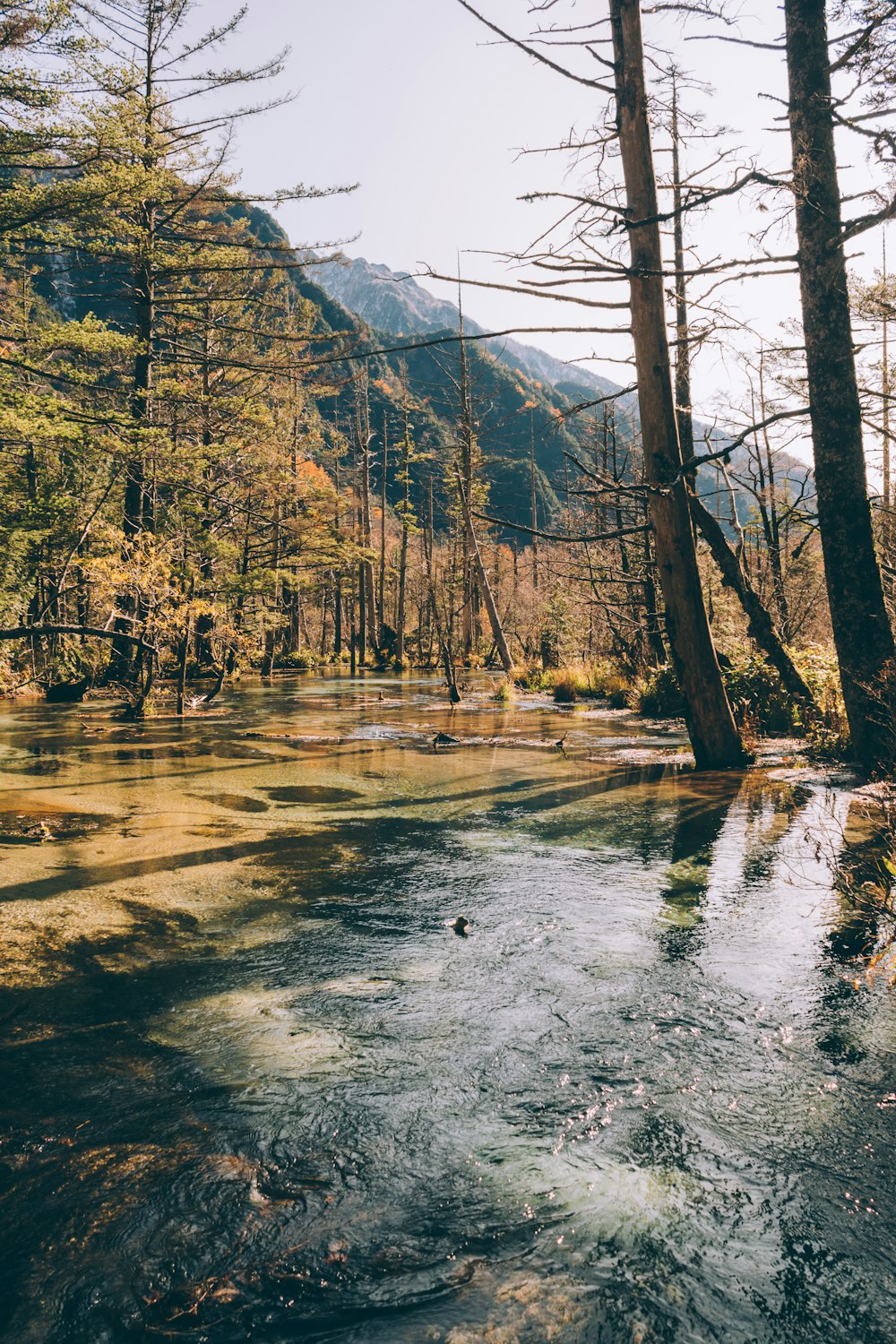 brown trees near river during daytime