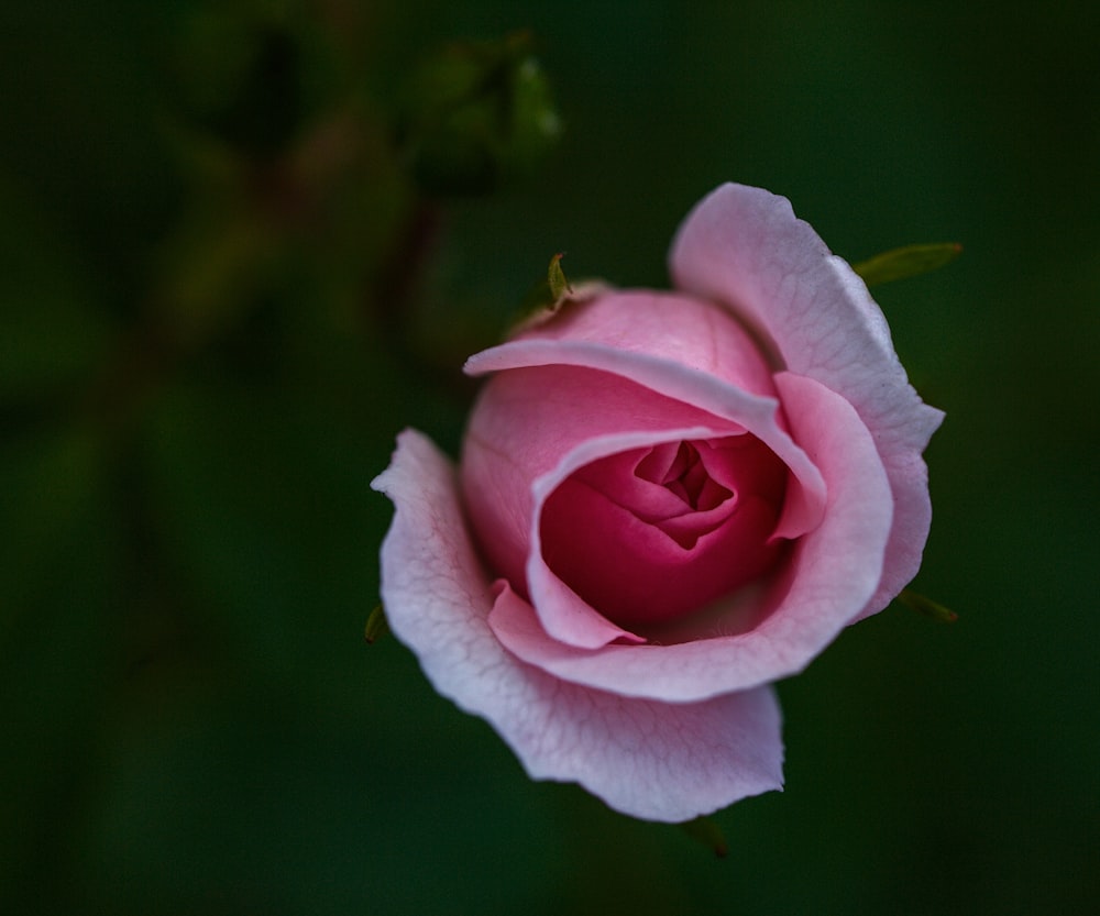 pink rose in bloom during daytime