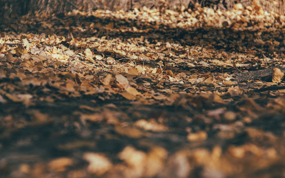 brown dried leaves on ground