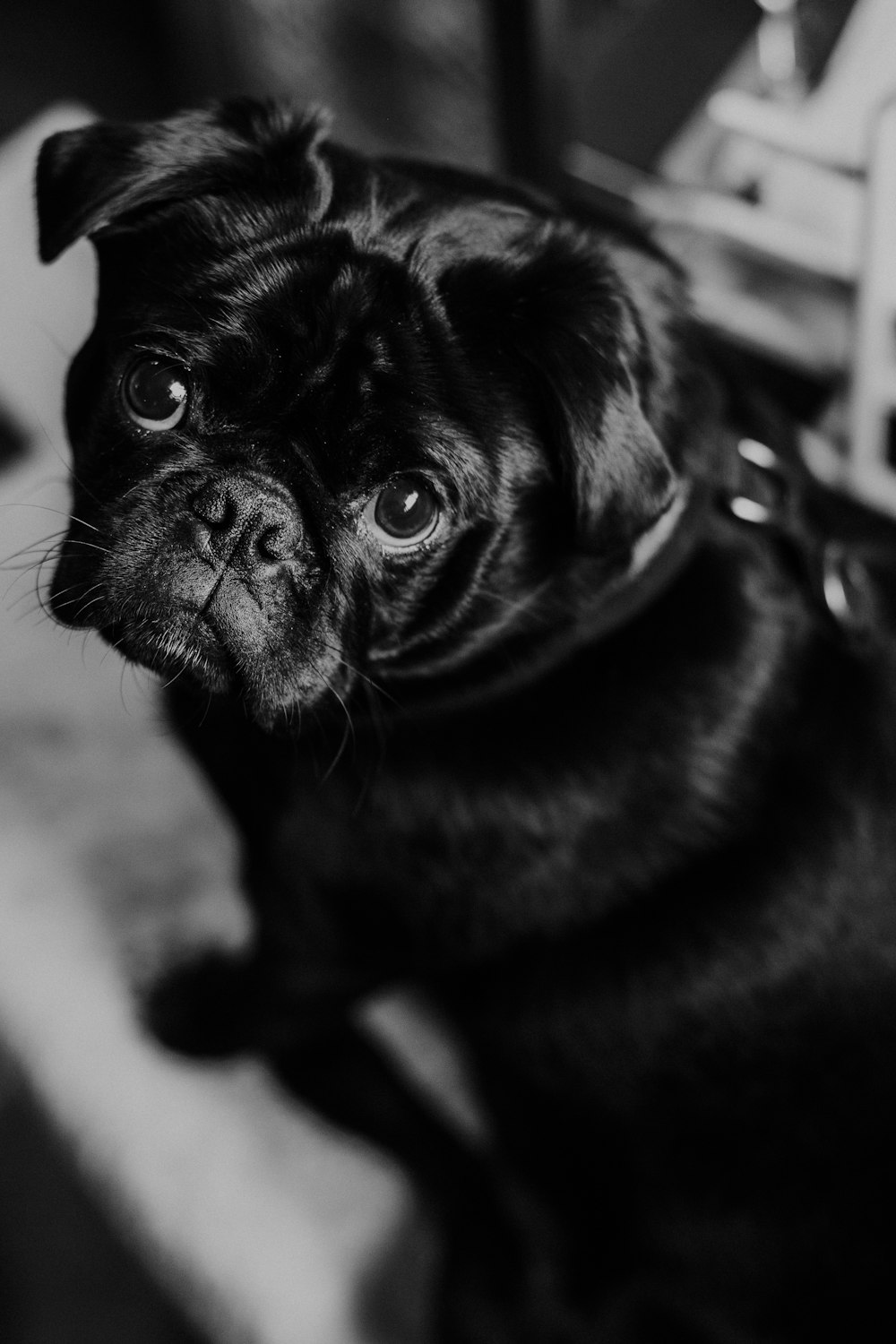 black pug in black and white