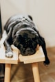 black pug lying on brown wooden chair