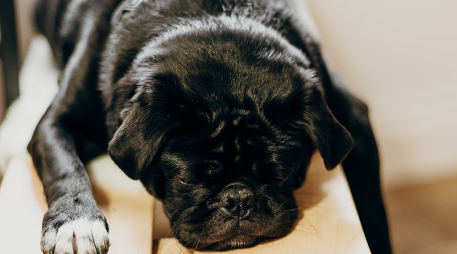 black pug lying on brown wooden chair