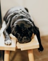 black pug lying on brown wooden chair