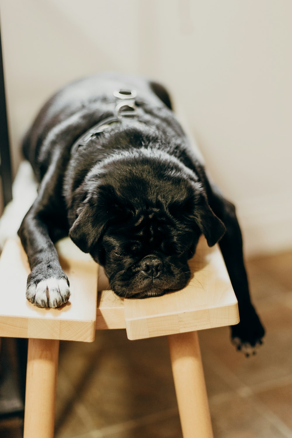 black pug lying on brown wooden chair
