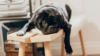 black pug puppy on brown wooden chair