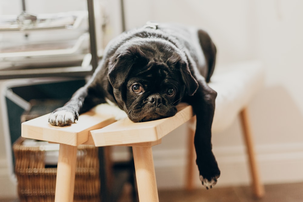 Cachorro de pug negro en silla de madera marrón