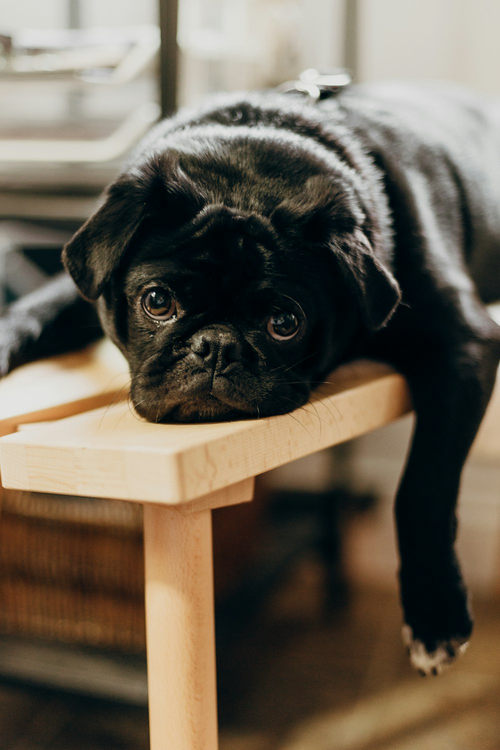 black pug on brown wooden chair