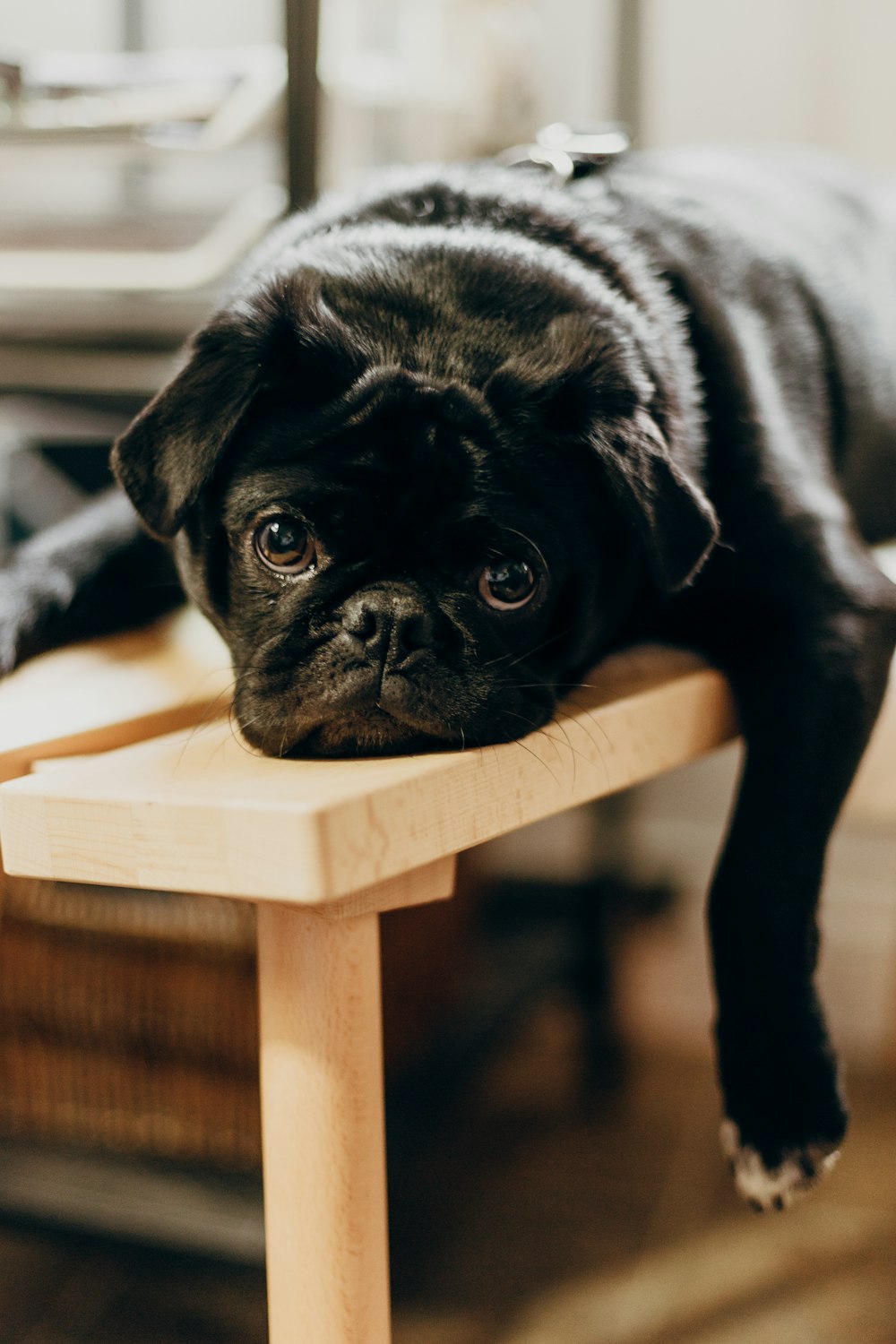 Pug negro en silla de madera marrón