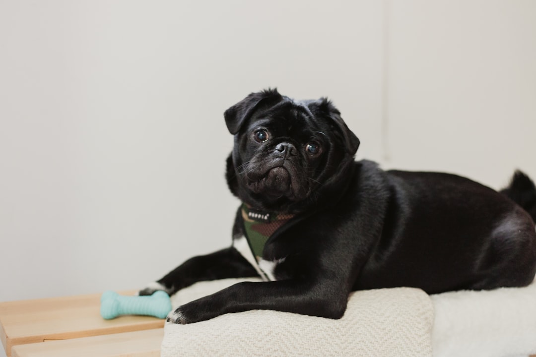 black pug on white textile