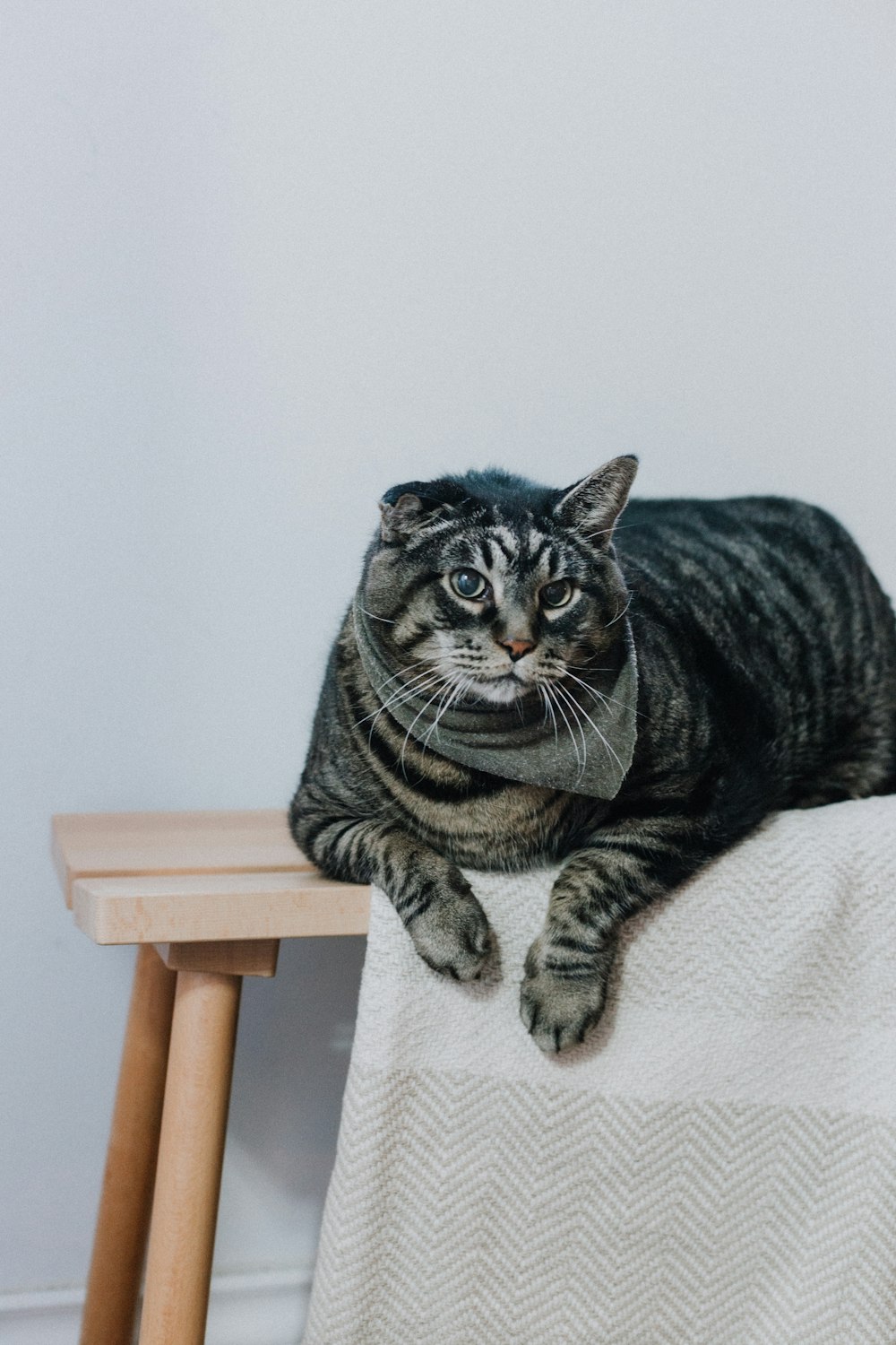 chat tigré brun sur textile blanc