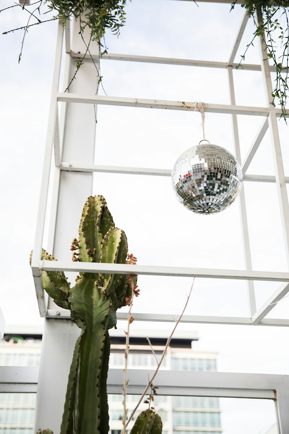 green cactus on white metal cage