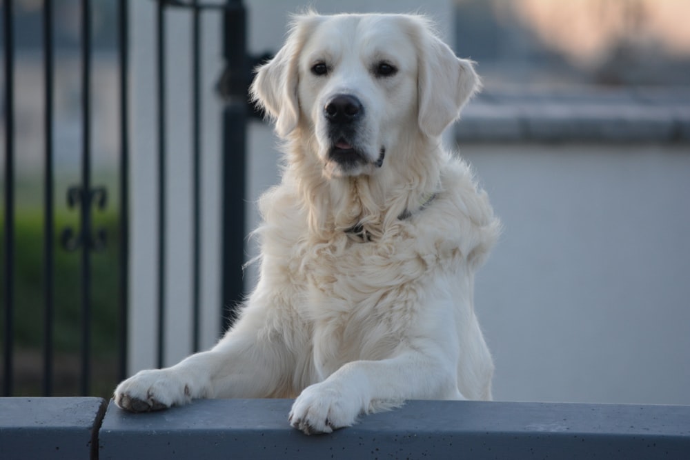 weißer langhaariger Hund, der auf weißem Boden liegt