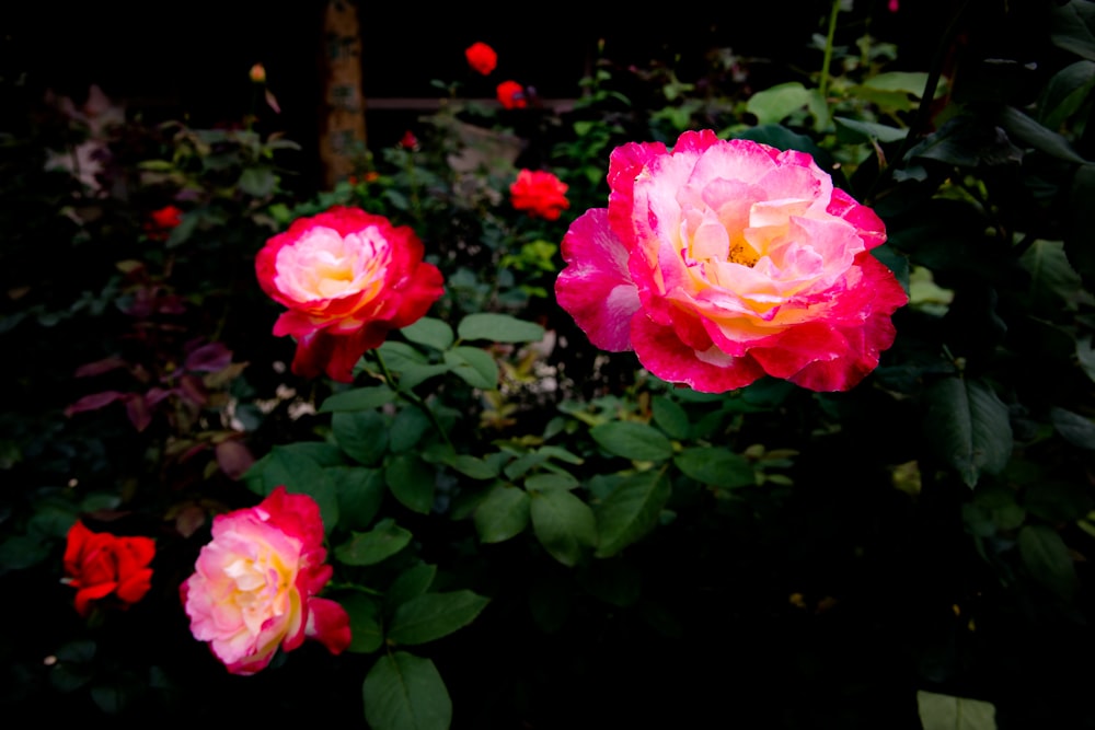 Rosas rosadas en flor durante el día